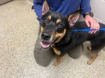 Rescue Australian Cattle Dog Blue Heeler and Mixed Breed Dogs for Adoption in Colorado Springs, Colorado - FIDGET SPINNER | PetCurious