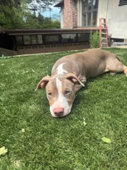 LENNY* -  Staffordshire Bull Terrier and Mixed Breed Dog for Adoption in Santa Cruz, California - LENNY* | PetCurious