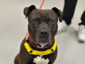 Rescue American Staffordshire Terrier Dogs for Adoption in New York, New York - Major Sylvester | PetCurious