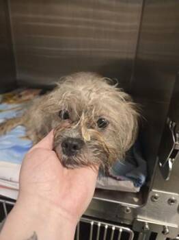 Tiffany -  Terrier and Mixed Breed Dog for Adoption in Atlanta, Georgia - Tiffany | PetCurious