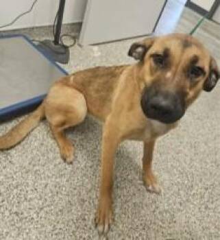 French Toast -  German Shepherd Dog and Mixed Breed Dog for Adoption in Kansas City, Missouri - French Toast | PetCurious