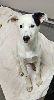 Boomer -  Pointer and Mixed Breed Dog for Adoption in Sherwood, Arkansas - Boomer | PetCurious