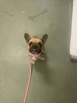 Mixed Breed Dogs Available for Adoption - A174425 | PetCurious