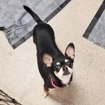 Miranda -  Chihuahua Dog for Adoption in Green Valley, Arizona - Miranda | PetCurious