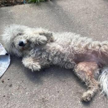 Brandy -  Mixed Breed Dog for Adoption in Huntington, West Virginia - Brandy | PetCurious