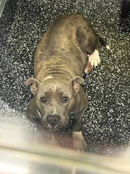 Pit Bull Terrier and Mixed Breed Dogs Available for Adoption in Jackson, Tennessee - Dawn From HR | PetCurious