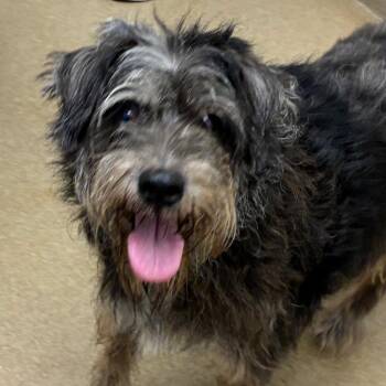Oreo -  Schnauzer Dog for Adoption in Corpus Christi, Texas - Oreo | PetCurious