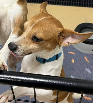 Rat Terrier and Chihuahua Dogs Available for Adoption in Manchester, Tennessee - L