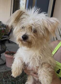 Buttercup -  Terrier Dog for Adoption in Woodland, California - Buttercup | PetCurious