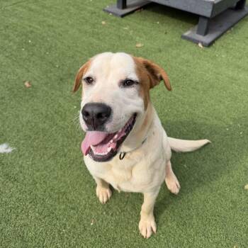 Mixed Breed Dogs Available for Adoption in Gainesville, Georgia - Sammy | PetCurious