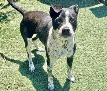 GINNY -  Australian Cattle Dog Blue Heeler and Pit Bull Terrier Dog for Adoption in Salinas, California - GINNY | PetCurious
