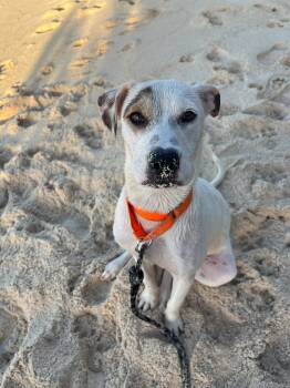 Mixed Breed Dogs Available for Adoption - PEPPER (FOSTER OR FOSTER TO ADOPT) | PetCurious