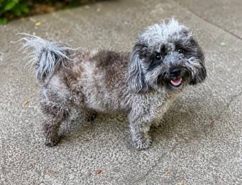 Ollie -  Poodle and Shih Tzu Dog for Adoption in Puyallup, Washington - Ollie | PetCurious