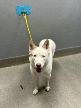 TALA -  Siberian Husky Dog for Adoption in Las Vegas, Nevada - TALA | PetCurious