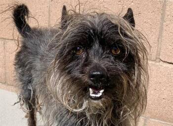SAVE ME PLEASE Cromwell - IDA552133 -  Silky Terrier and Cairn Terrier Dog for Adoption in San Marcos, California - SAVE ME PLEASE Cromwell - IDA552133 | PetCurious