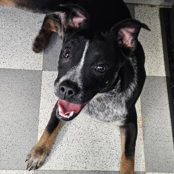 Bowie -  Mixed Breed Dog for Adoption in Bristol, Indiana - Bowie | PetCurious