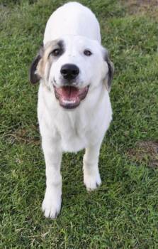 Rescue Great Pyrenees Dogs for Adoption in Granite Bay, California - FERGIE | PetCurious