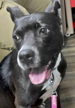 BEATRICE -  Pit Bull Terrier and Mixed Breed Dog for Adoption in Conway, Arkansas - BEATRICE | PetCurious