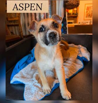 ASPEN -  German Shepherd Dog Dog for Adoption in Holbrook, New York - ASPEN | PetCurious