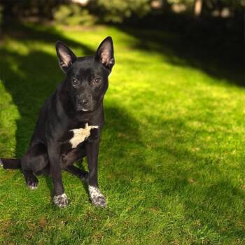 Rescue Black Labrador Retriever and Australian Cattle Dog Blue Heeler Dogs for Adoption in Springfield, Missouri - Lebowski | PetCurious