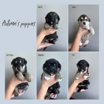Rescue Husky Dogs for Adoption in Oakville, Ontario - Autumn