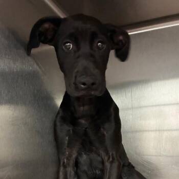 Gamora -  Labrador Retriever and Mixed Breed Dog for Adoption in Abilene, Texas - Gamora | PetCurious