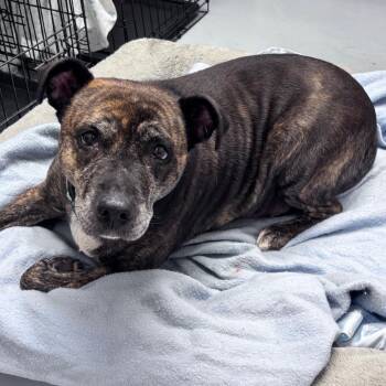 Ambrie -  Mixed Breed Dog for Adoption in Bismarck, North Dakota - Ambrie | PetCurious