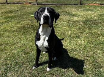 Mastiff and Mixed Breed Dogs Available for Adoption in Grovetown, Georgia - REX | PetCurious