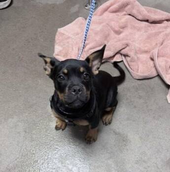 Seashell -  French Bulldog and Rottweiler Dog for Adoption in Santa Rosa, California - Seashell | PetCurious