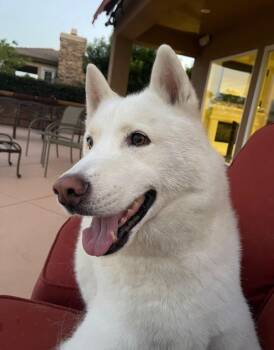 Rescue Siberian Husky Dogs for Adoption in Menifee, California - Lucky | PetCurious
