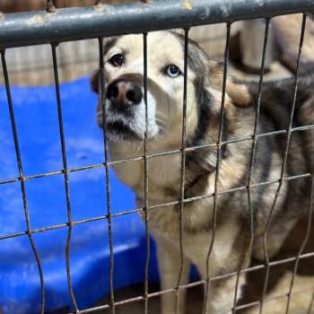 Kenai -  Alaskan Malamute and Mixed Breed Dog for Adoption in Fort Smith, Arkansas - Kenai | PetCurious