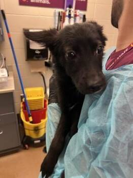 Azula -  Mixed Breed Dog for Adoption in Wichita, Kansas - Azula | PetCurious