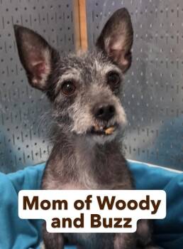 Chihuahua Dogs Available for Adoption in Washington, District Of Columbia - Babe Woody | PetCurious