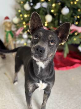 Rescue Mixed Breed Dogs for Adoption in Chickasha, Oklahoma - Hexie | PetCurious