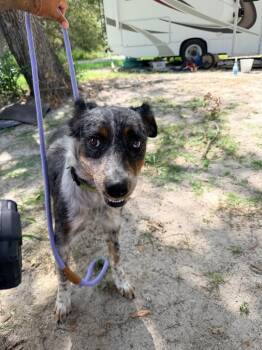 Mermaid -  Australian Shepherd and Border Collie Dog for Adoption in Rockport, Texas - Mermaid | PetCurious