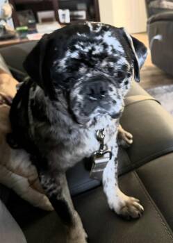 Beans -  Pug Dog Available for Adoption in Summerfield, North Carolina - Beans | PetCurious
