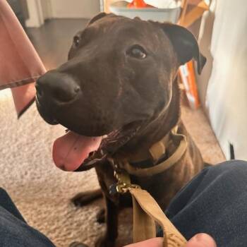 Plott Hound Dogs Available for Adoption - Mufasa | PetCurious