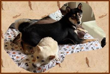 Tobi -  Shiba Inu Dog for Adoption in Los Angeles, California - Tobi | PetCurious