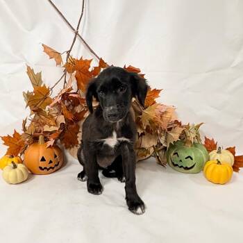 1124 (2026) Finley -  Pit Bull Terrier and Mixed Breed Dog for Adoption in Parker, Colorado - 1124 (2026) Finley | PetCurious