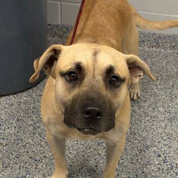 Andrew -  Mixed Breed Dog for Adoption in Greenville, South Carolina - Andrew | PetCurious