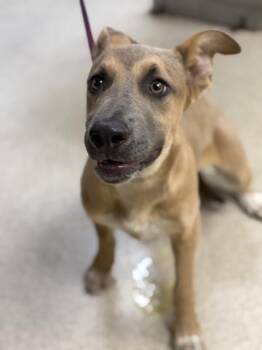 GOOSE -  Cane Corso and Mixed Breed Dog for Adoption in Riverside, California - GOOSE | PetCurious