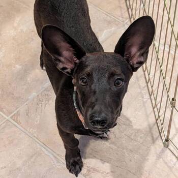 Nathan C613 -  Dachshund Dog for Adoption in Allen, Texas - Nathan C613 | PetCurious
