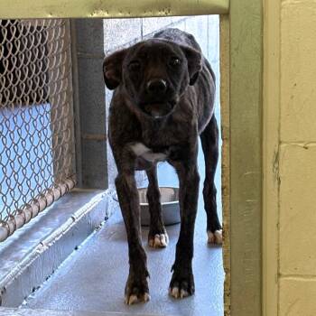 Dutch Shepherd Dogs Available for Adoption - Nikki | PetCurious