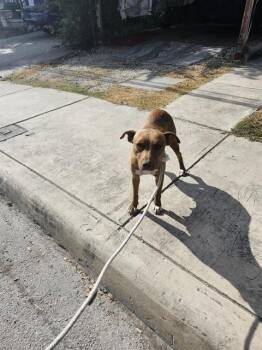 BOBA -  American Staffordshire Terrier Dog for Adoption in San Antonio, Texas - BOBA | PetCurious