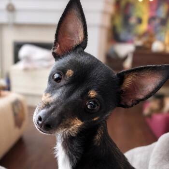Coco Bean -  Miniature Pinscher and Mixed Breed Dog for Adoption in Boerne, Texas - Coco Bean | PetCurious