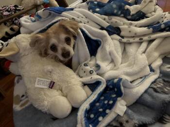 Chihuahua Dogs Available for Adoption - Gertie | PetCurious