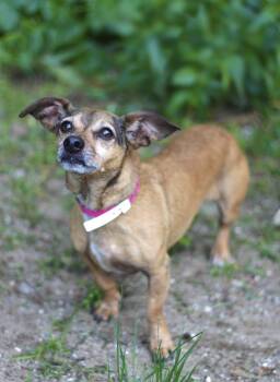 Text in NH. Come Meet our Adoptable Dogs Wednesday-Saturday. Mor -  Dachshund Dog for Adoption in Manchester, New Hampshire - Text In NH. Come Meet Our Adoptable Dogs Wednesday-Saturday. Mor | PetCurious