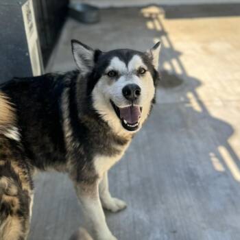 Husky Dogs Available for Adoption - Bandit | PetCurious