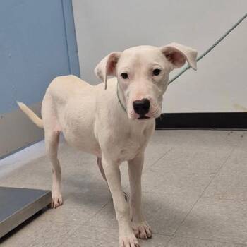 Magnus 26-06-153 -  Pit Bull Terrier Dog for Adoption in Bastrop, Texas - Magnus 26-06-153 | PetCurious
