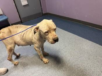 DROGO -  Dogo Argentino Dog for Adoption in Doral, Florida - DROGO | PetCurious